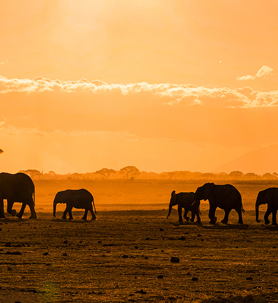 虎力全開，疫情兇猛他去非洲做了什么？
